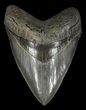 Serrated, Fossil Megalodon Tooth - Georgia #60907-1